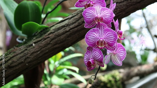 Pan shot of a beautiful pink orchid photo