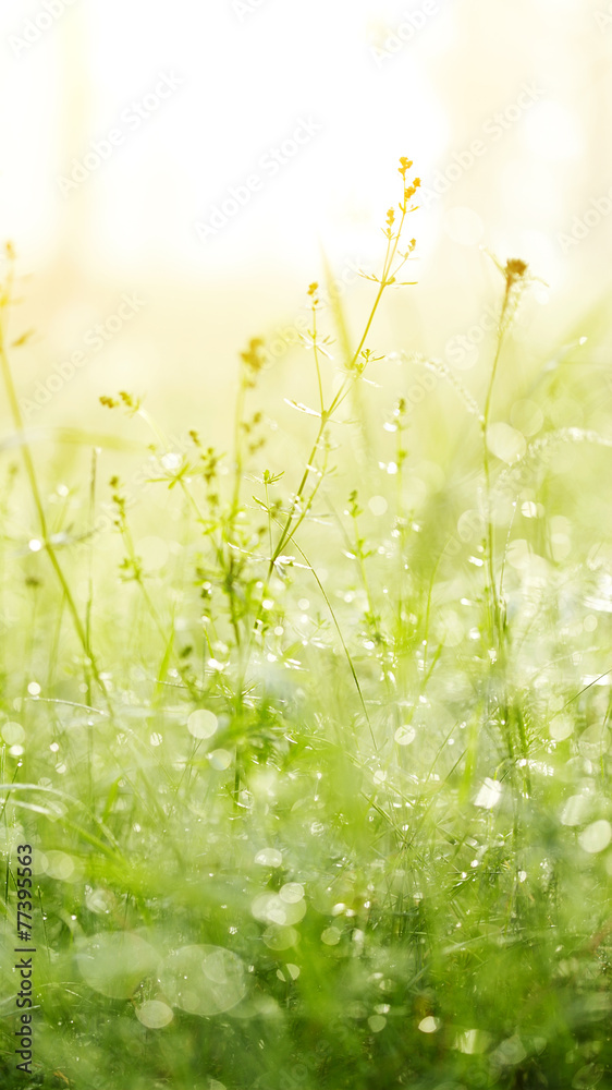 Naklejka premium Fresh green grass with dew.