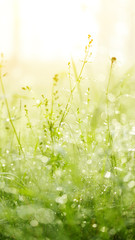 Fresh green grass with dew.