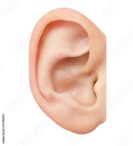 Fotografia ear on a white background