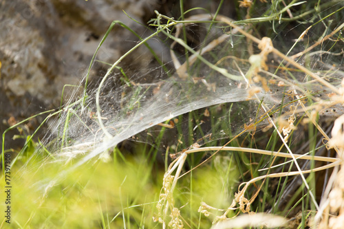 old spider webs in nature