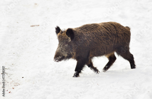 Wild boar on snow