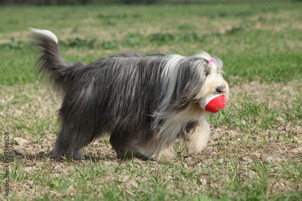 Bearded collie running with a toy Bearded collie running with a toy