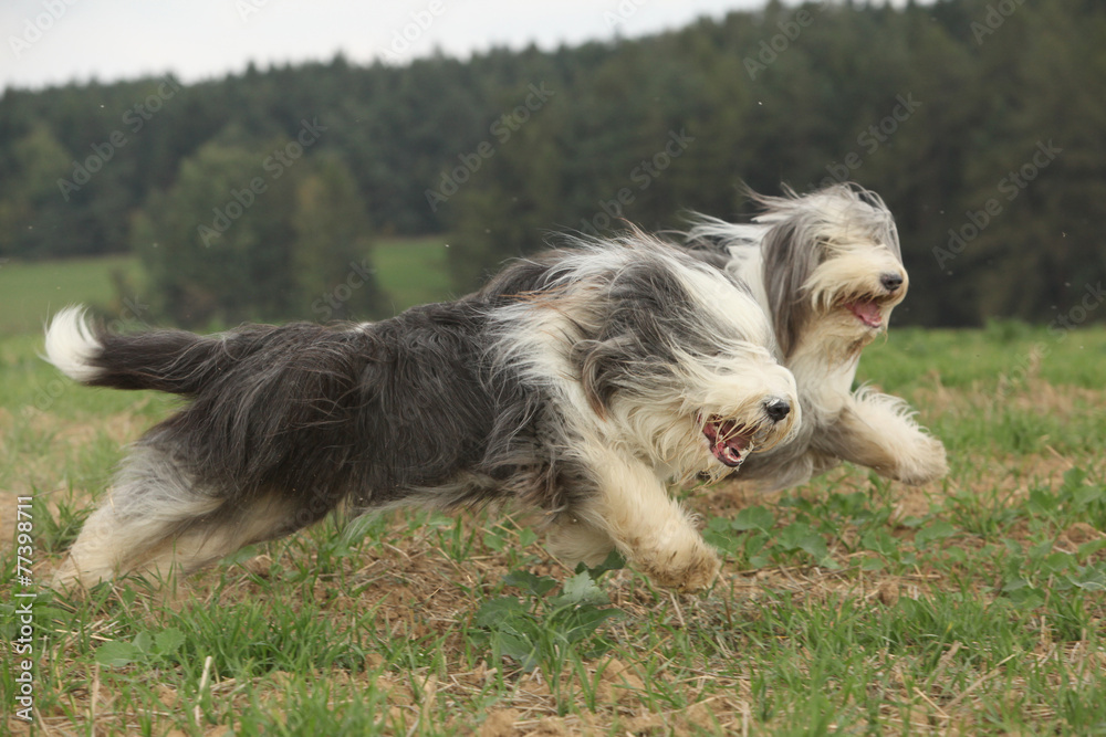 Two amazing bearded collies running together Two amazing bearded collies running together