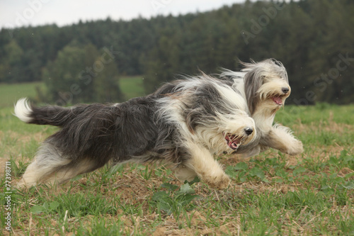 Fototapeta Naklejka Na Ścianę i Meble -  Two amazing bearded collies running together