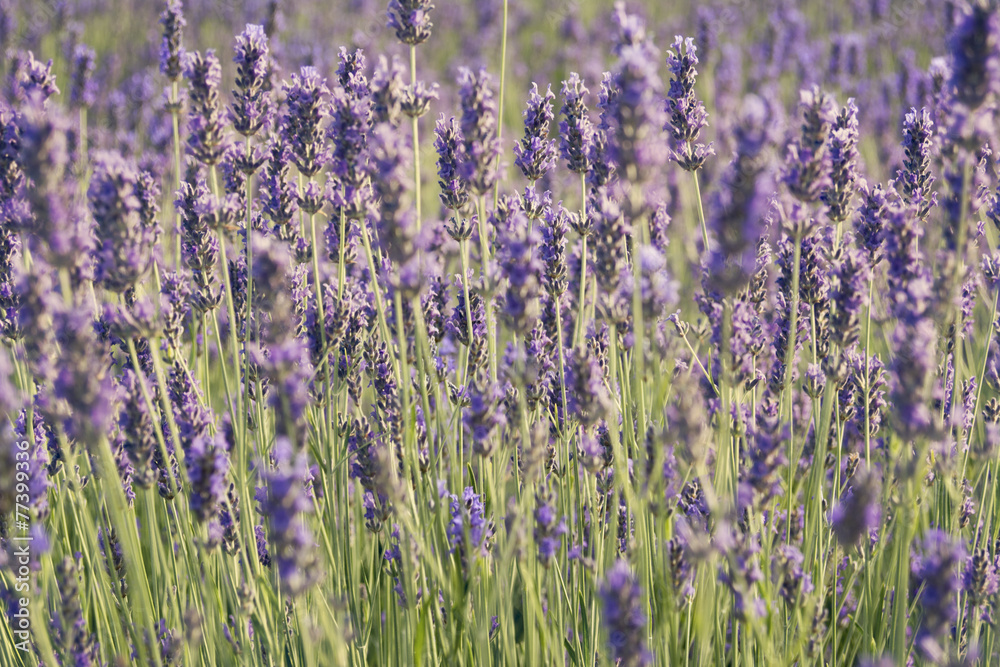 Beautiful lavender fields under blue sky in countryside.