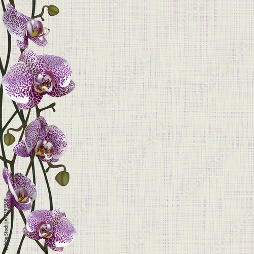 Pale background with purple orchid flowers, stems and buds