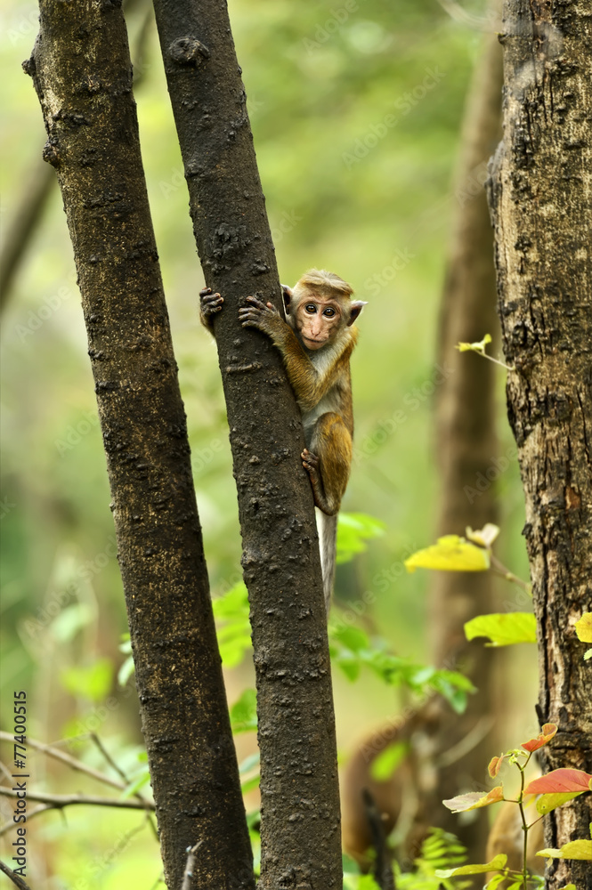 Obraz premium Macaca