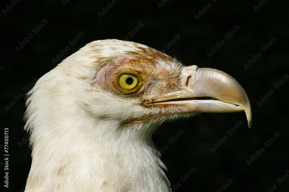Portrait of a white vulture / Witte gier portret Portrait of a white vulture / Witte gier portret