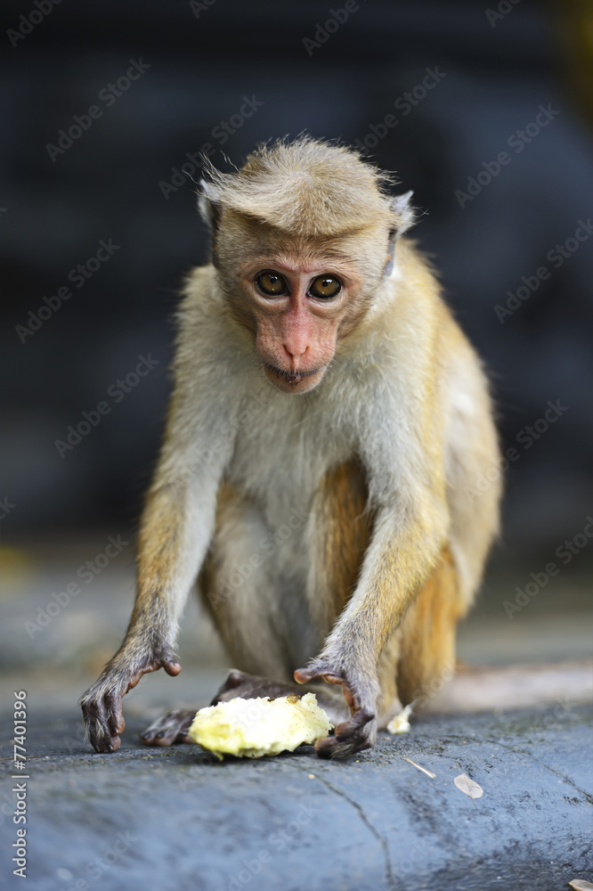 Macaca Macaca