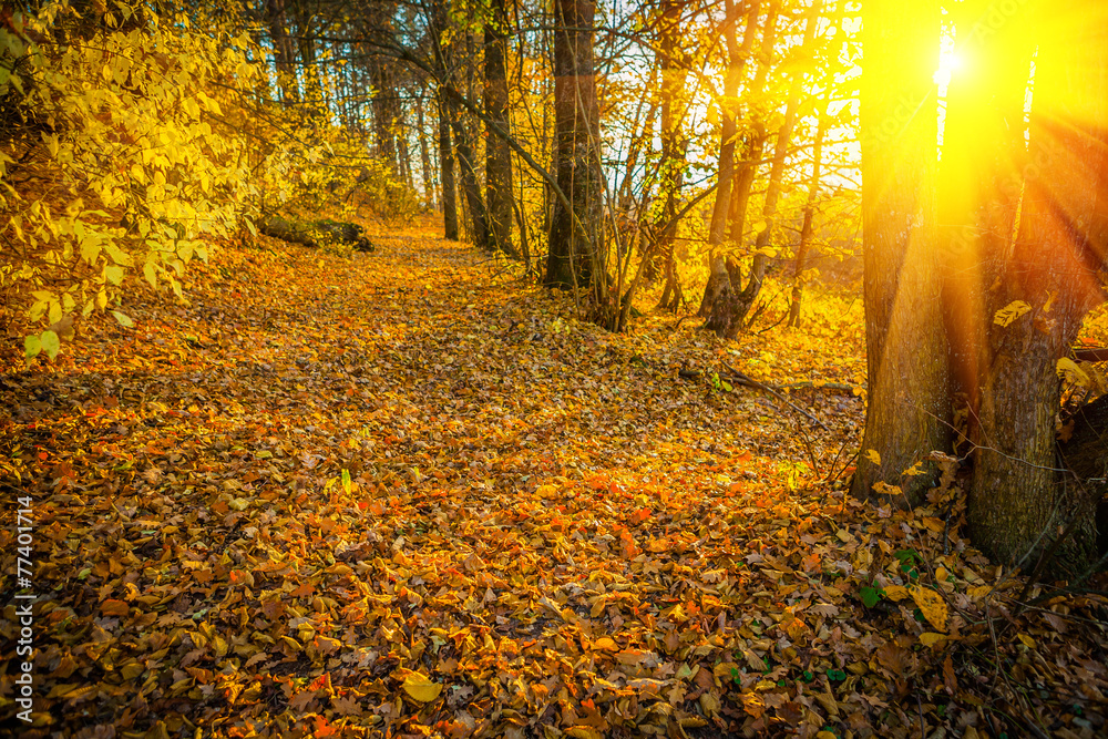 Fototapeta premium sunset with sun in autumn forest instagram stile