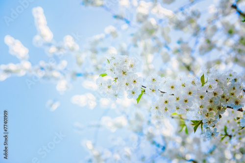 view on very bright blossoming cherry tree with sky background i