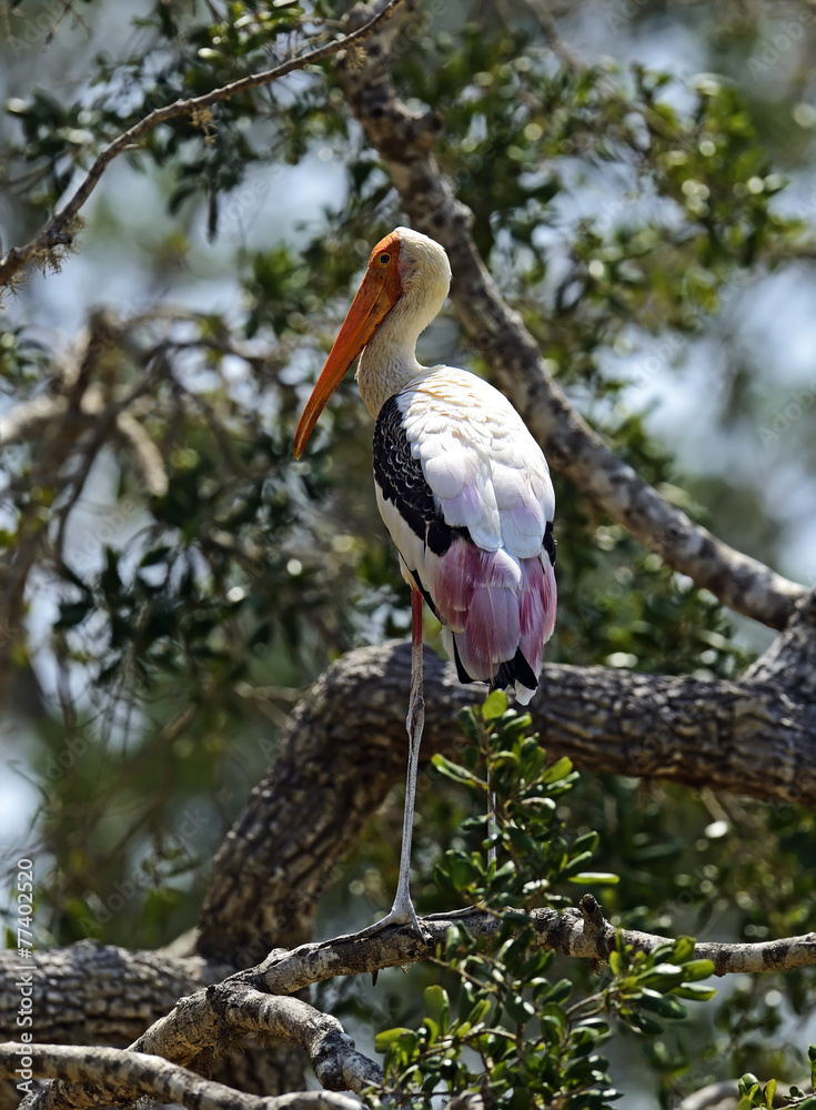 Obraz premium Yellow-billed Stork
