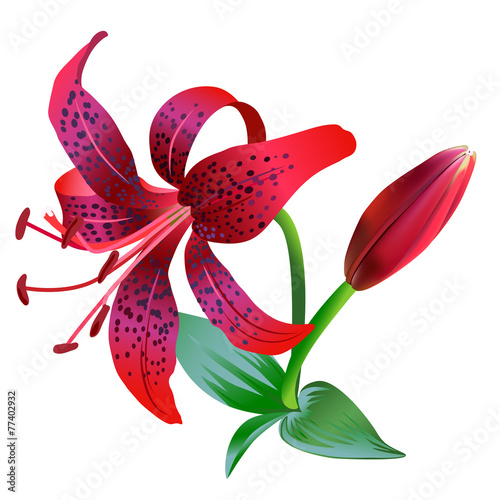 Fototapeta Naklejka Na Ścianę i Meble -  Realistic illustration of red tiger lily on white background