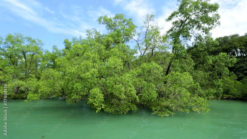 Mangrove trees growing in coastal region, Southeast Asia Mangrove trees growing in coastal region, Southeast Asia