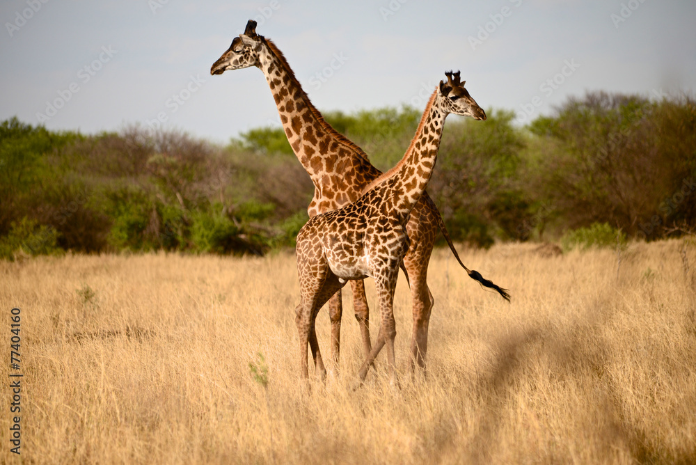 Obraz premium Two Giraffes in sunset Serengeti savannah