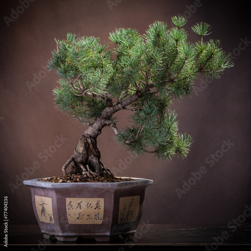 Pino bonsai photo