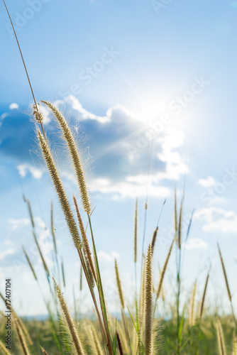 Lemma grass that light of sun shining behind with bright blue sk photo