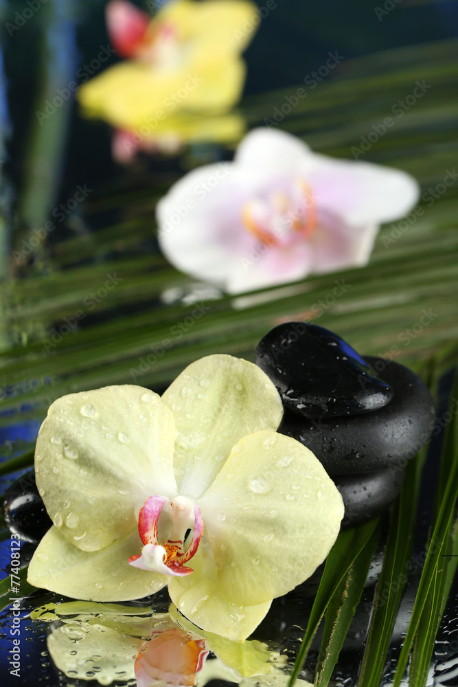 Fototapeta Orchid flowers with water drops and pebble stones