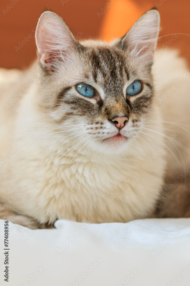 Birman cat male on the couch closeup Birman cat male on the couch closeup
