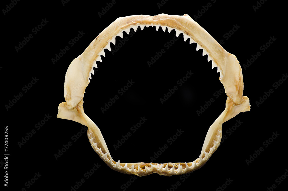 Obraz premium skeleton of a shark's mouth close up