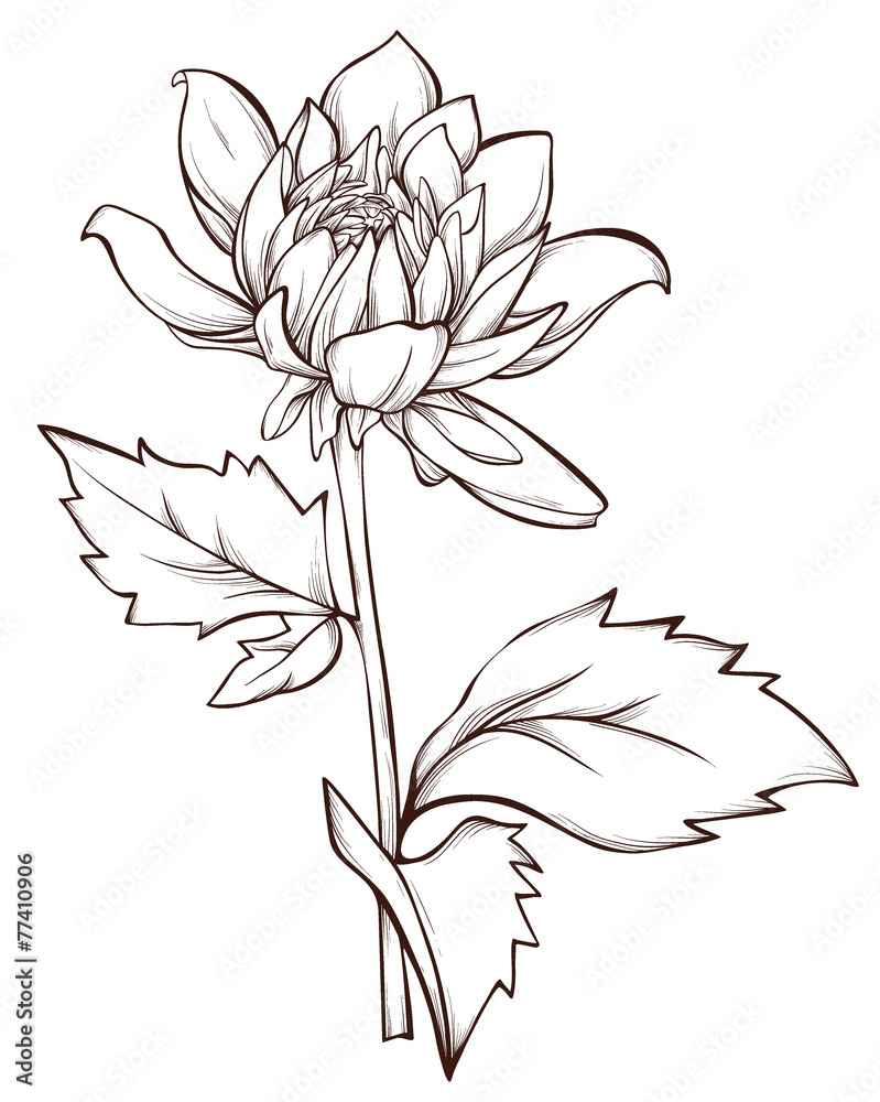 Vector flower isolated on white background. Element for design. Vector flower isolated on white background. Element for design.