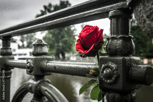 Red withered rose on a bridge in Prague. photo