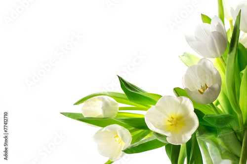 white tulips isolated on white background