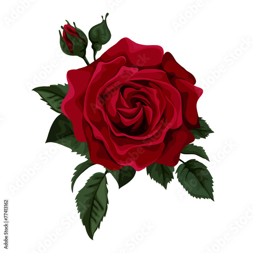 Beautiful red rose isolated on white.