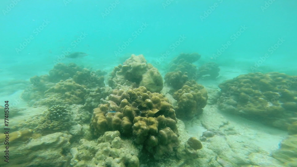 Tropical fish in clear blue waters, Andaman Sea Tropical fish in clear blue waters, Andaman Sea