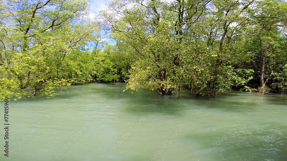 Mangrove trees growing in coastal region, Southeast Asia Mangrove trees growing in coastal region, Southeast Asia