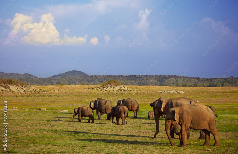 Fototapeta premium Grazing elephants