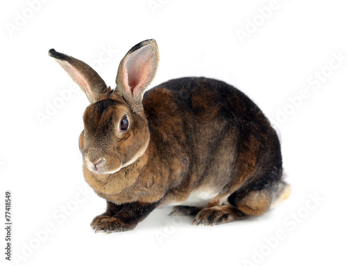 Rabbit isolated on white background