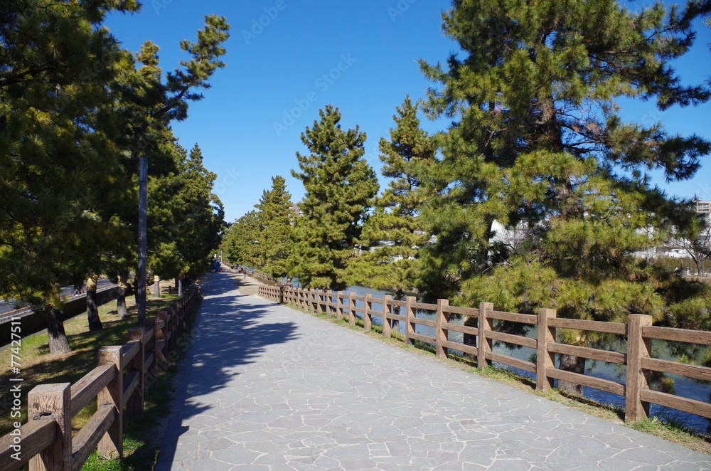 Fototapeta premium 草加松原