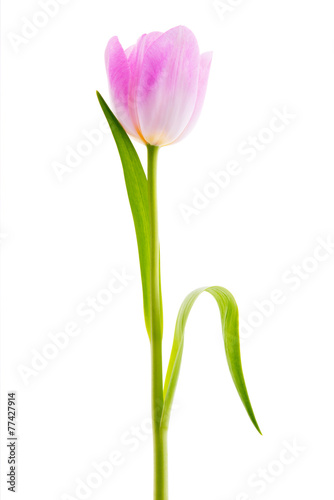 Fototapeta Naklejka Na Ścianę i Meble -  Pink Tulip solitaire - Isolated On White