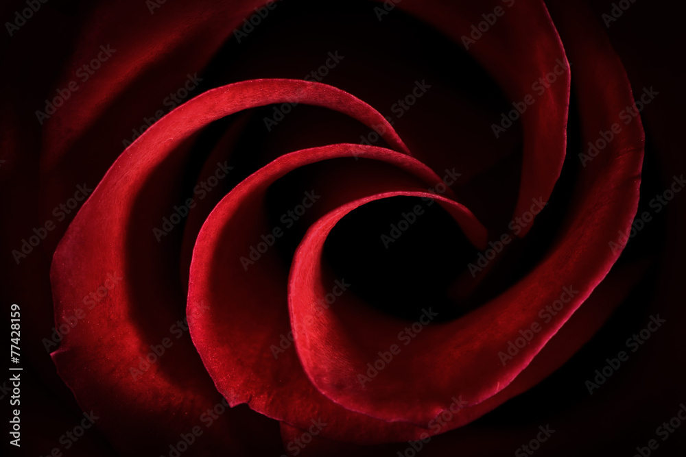 Red Rose Petals Macro - Abstract - obrazy, fototapety, plakaty 