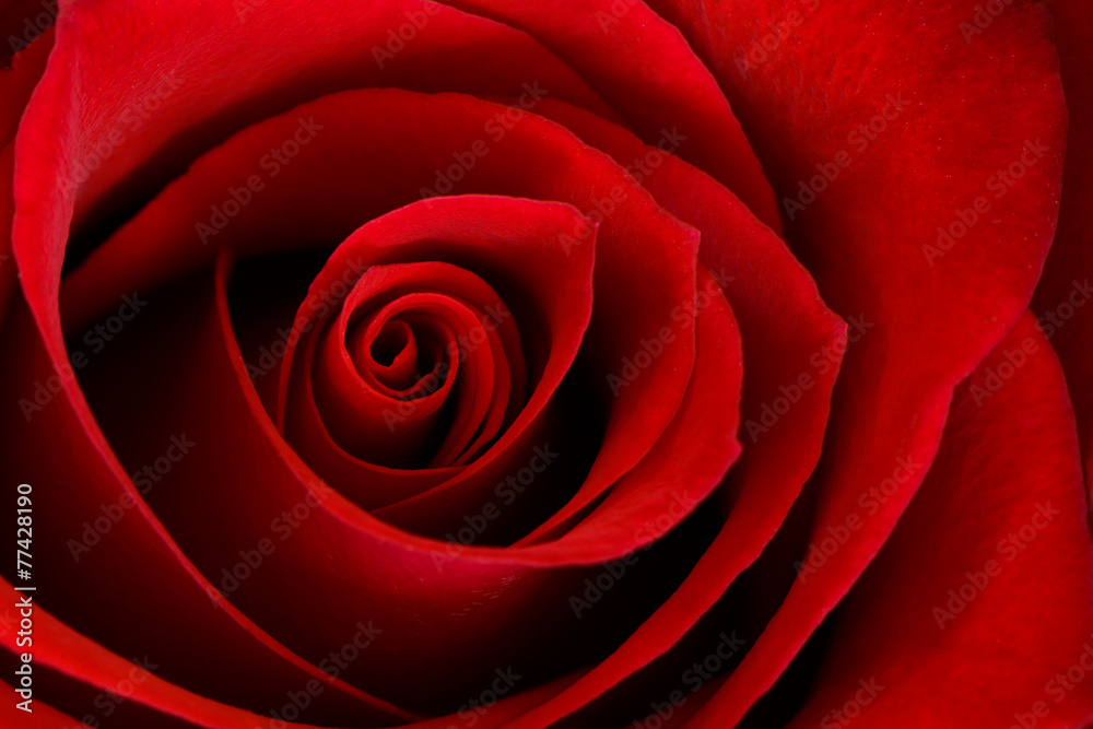 Vibrant Red Rose Close Up Macro - Abstract - obrazy, fototapety, plakaty 