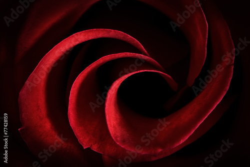 Red Rose Petals Macro - Abstract