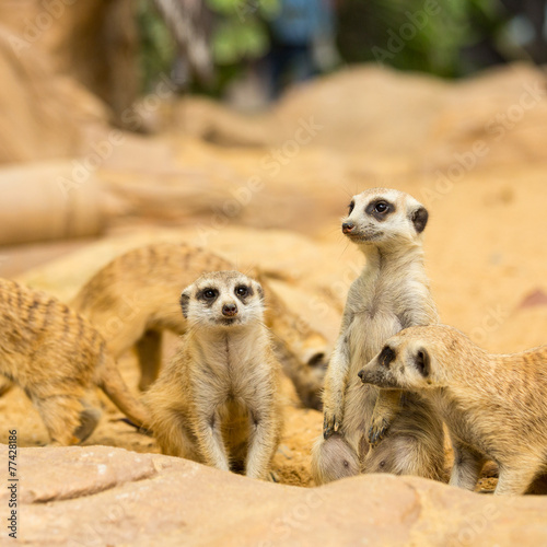 .Lovely Meerkats looking something i