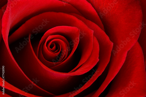 Vibrant Red Rose Close Up Macro - Abstract