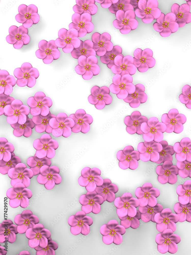 Cherry Blossoms On White Background