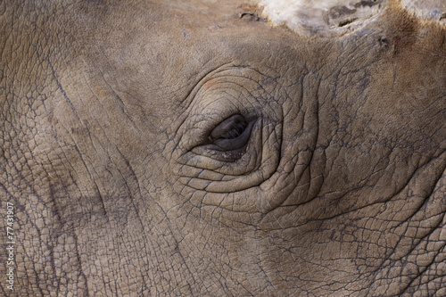 Rhino eye and face, closeup