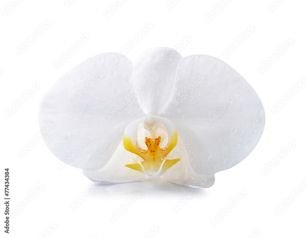 Fotografie White orchid isolated on white