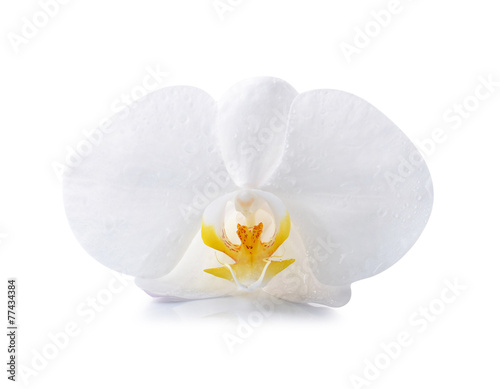 Fototapeta Naklejka Na Ścianę i Meble -  White orchid isolated on white