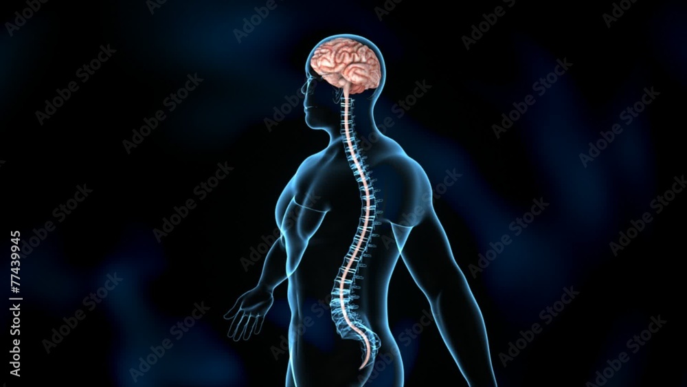 Nervous system