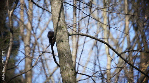 Squirrel jumping on tree ad from one  tree trunk to another hence camera is shaking for live effect