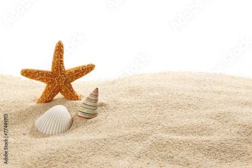 Starfish & Shells on Beach Sand