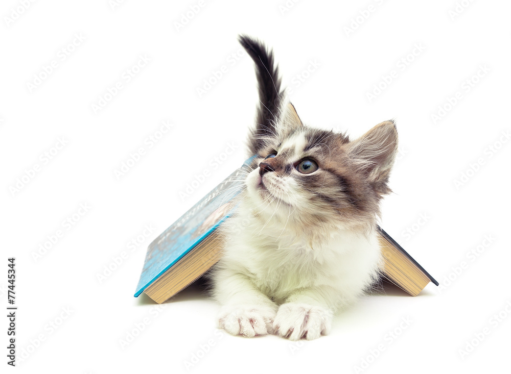 Naklejka premium fluffy kitten lying under an open book isolated on white backgro