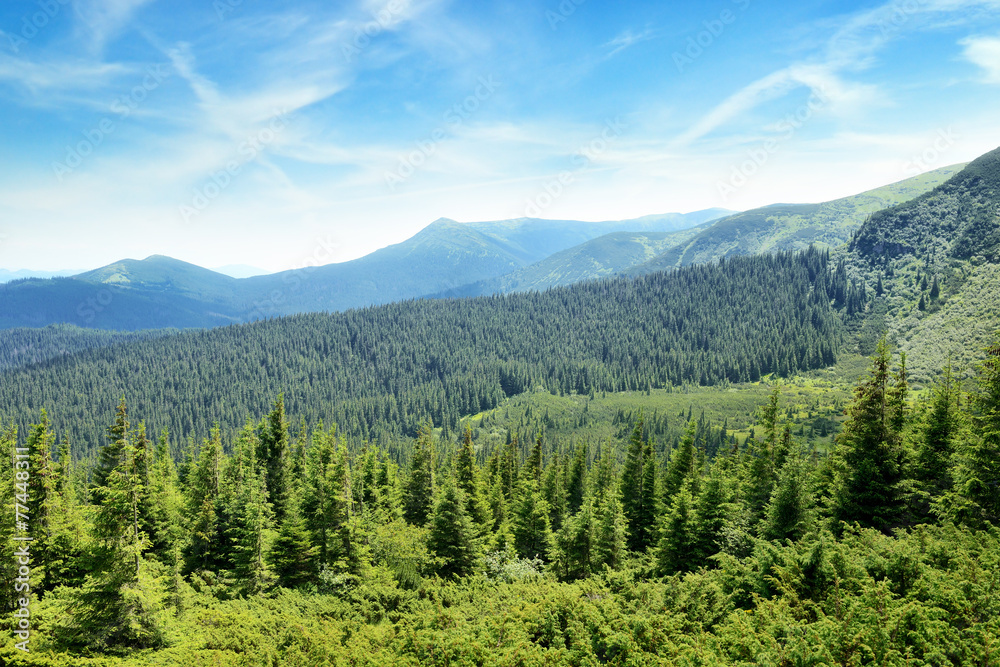 mountains covered trees and blue sky mountains covered trees and blue sky