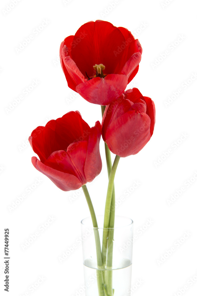 Three tulips Three tulips